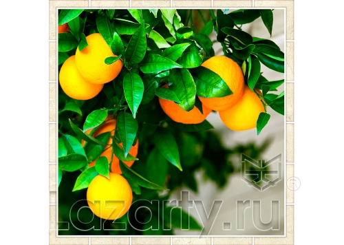 Защитное стекло Апельсиновое дерево для кухни