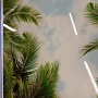 Потолочная панель ПВХ Панда Небо Пальмы (рисунок 2)