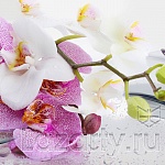 Защитное стекло Орхидеи и бабочки для кухни