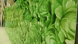 Фартук для кухни Капуста китайская зелёная (фотопечать)