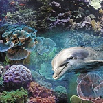 Влагостойкий 3D пол Дельфин