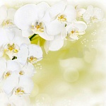 Потолочная панель ПВХ Novita Белая орхидея